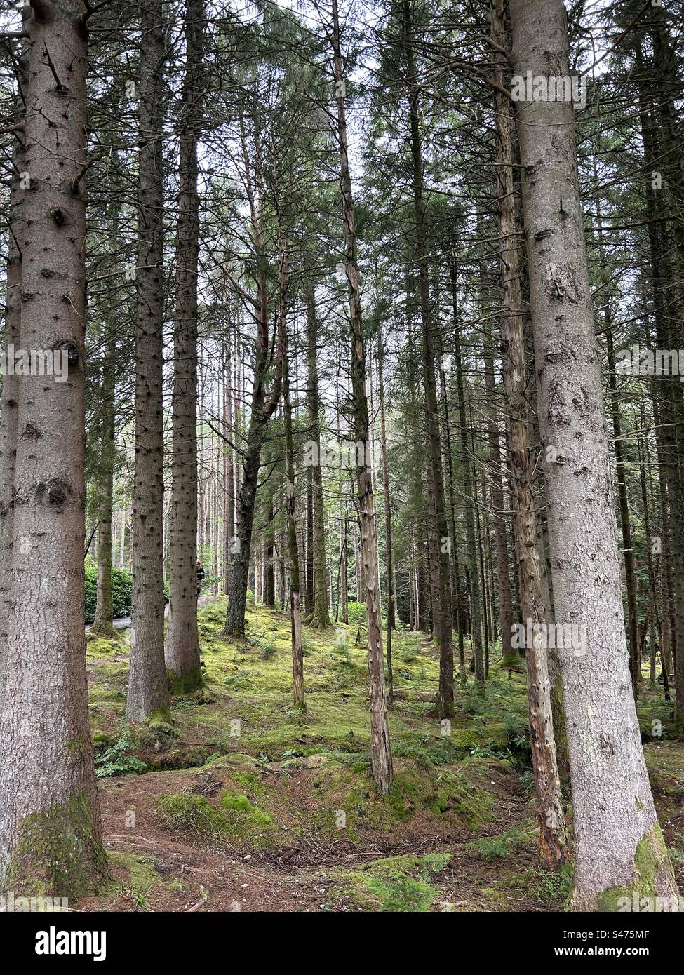 Glencoe Lochan Trails, near Ballachulish, Scotland. Nature walks in Scotland. - Smartphone Captured Stock Image
