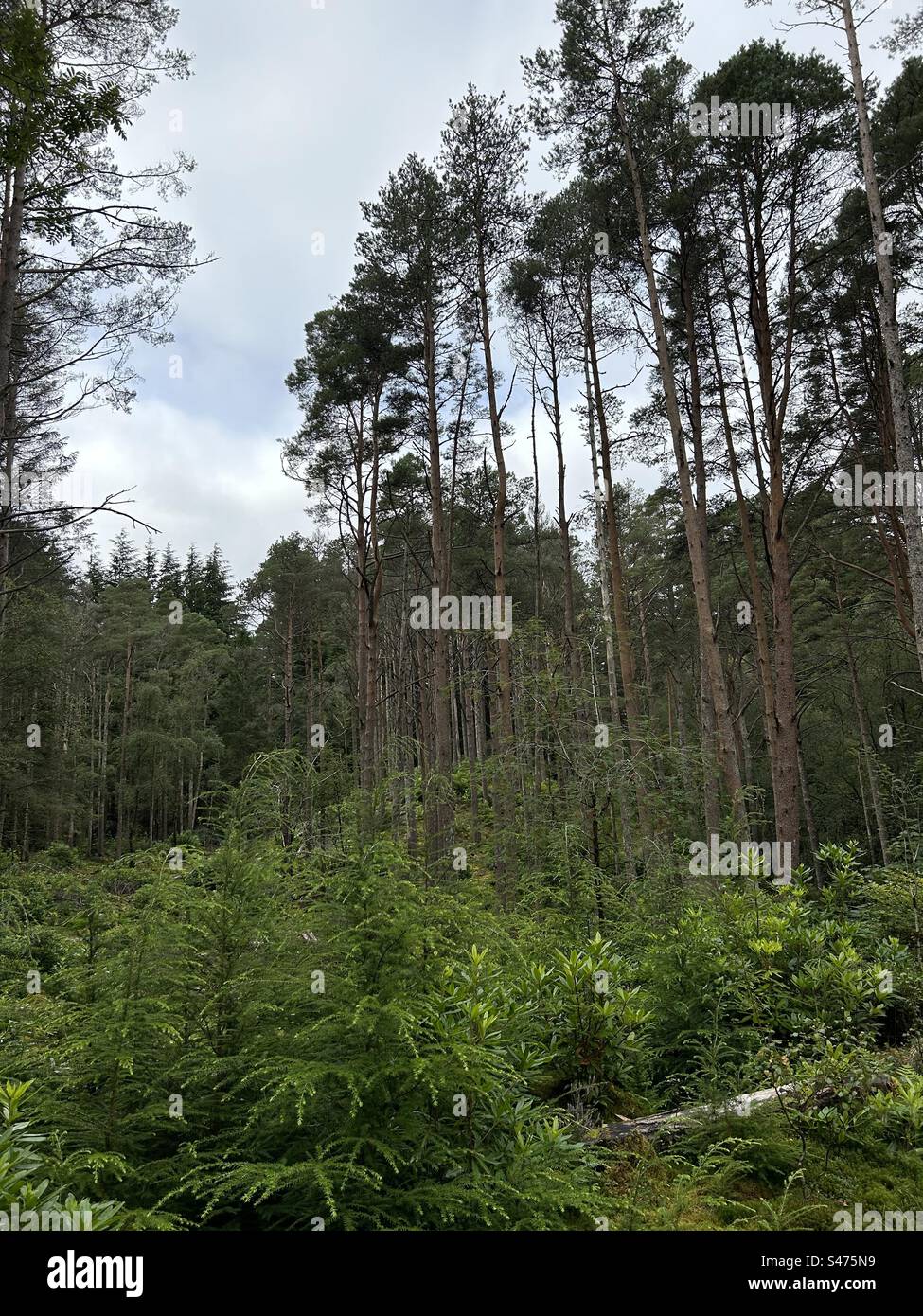 Glencoe Lochan Trails, near Ballachulish, Scotland. Nature walks in Scotland. - Smartphone Captured Stock Image