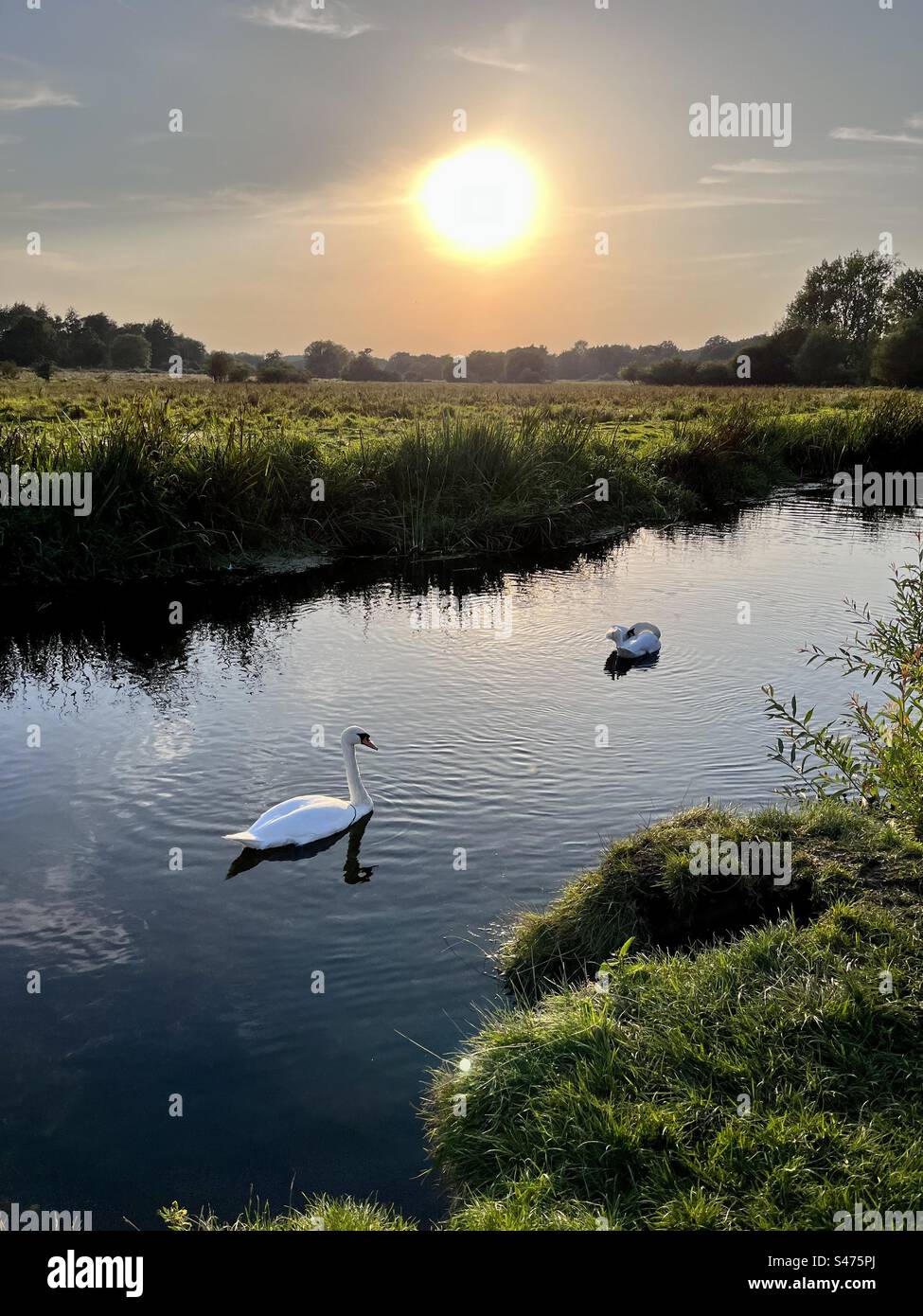 Summer evening sun. Swans of the River Yare in Eaton, Norfolk. Stock Photo