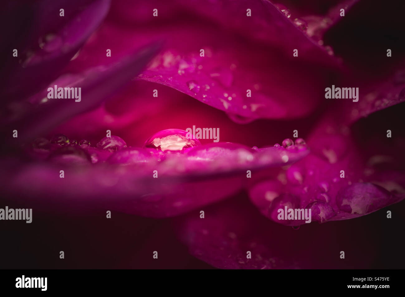 Dew or water droplets on pink rose petals in a beauty in nature image with copy space - Smartphone Captured Stock Image