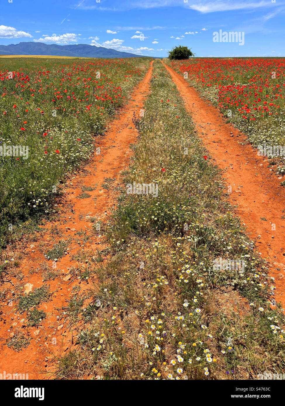 Path and flowered field. - Smartphone Captured Stock Image