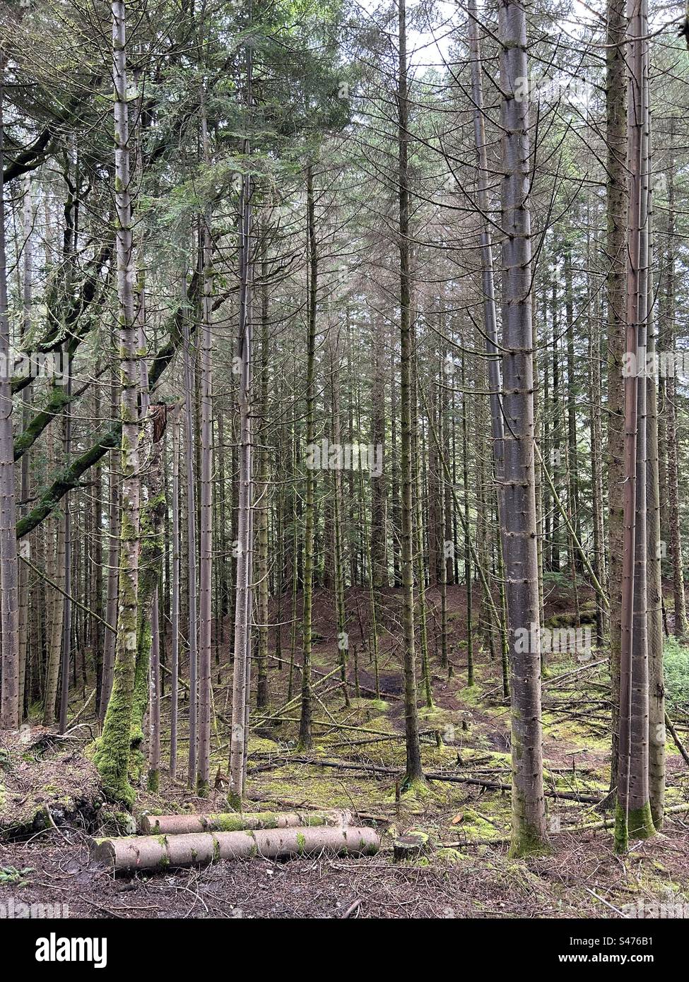 Glencoe Lochan Trails, near Ballachulish, Scotland. Nature walks in Scotland. - Smartphone Captured Stock Image