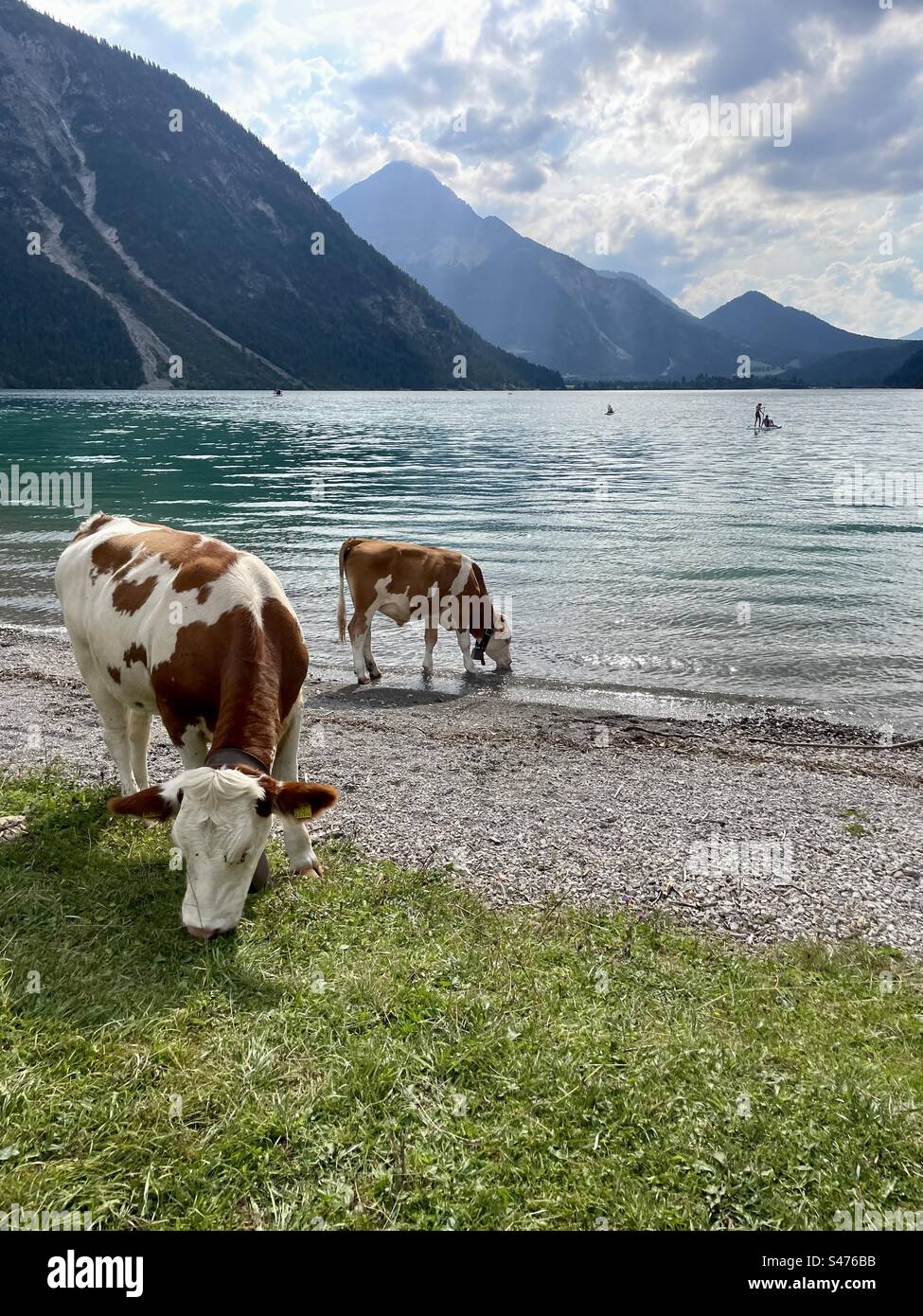 Cows grazing next to the Plansee Stock Photo