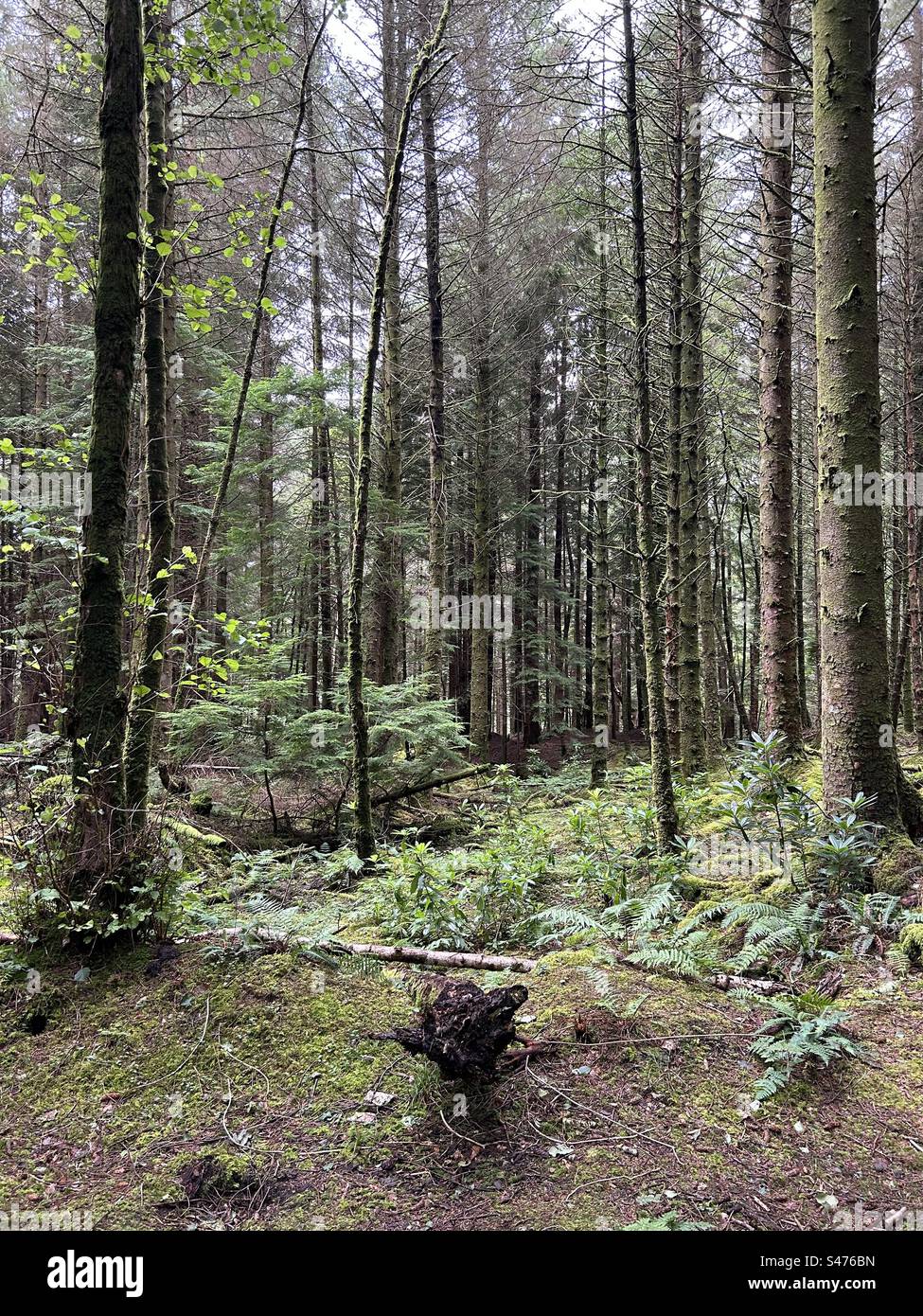 Glencoe Lochan Trails, near Ballachulish, Scotland. Nature walks in Scotland. - Smartphone Captured Stock Image
