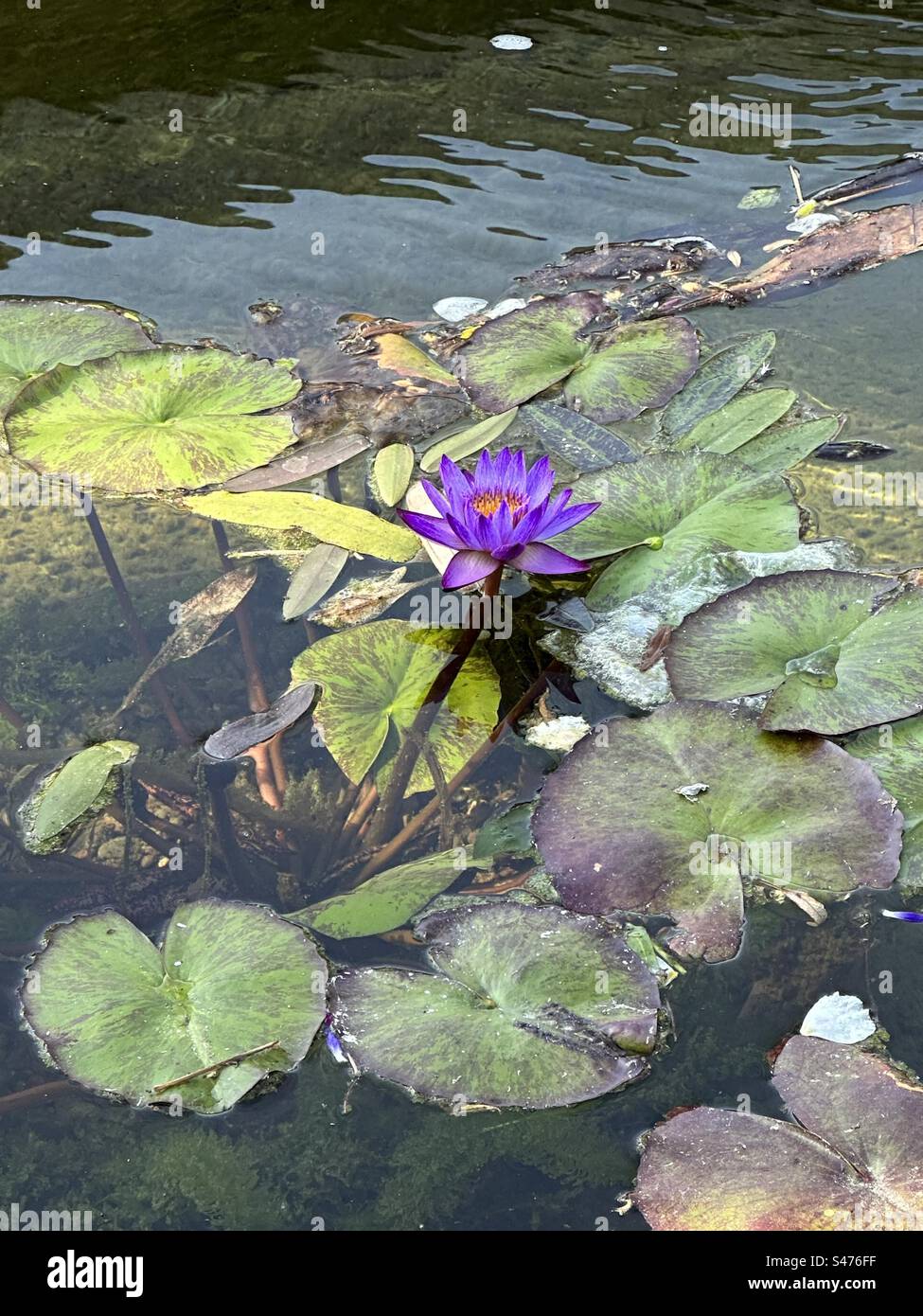Lotus flower at Huntington Gardens, San Marino California Stock Photo
