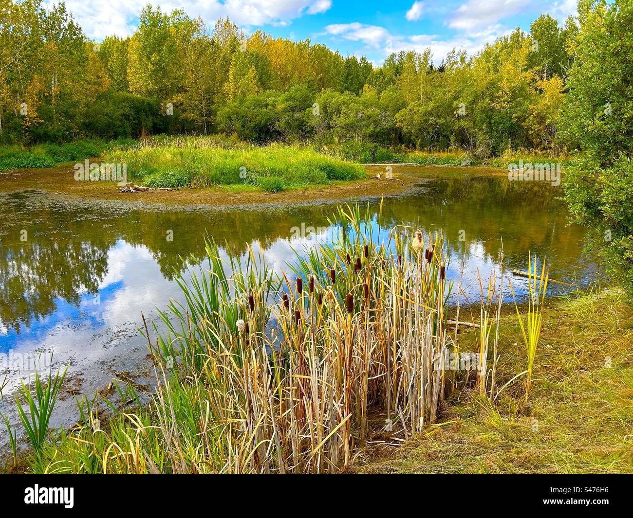Roadside pond, Glendale Road, Alberta, Canada, reflections, mirror,pond, trees, bushes, woodland, wilderness, aspen trees, cattails - Smartphone Captured Stock Image