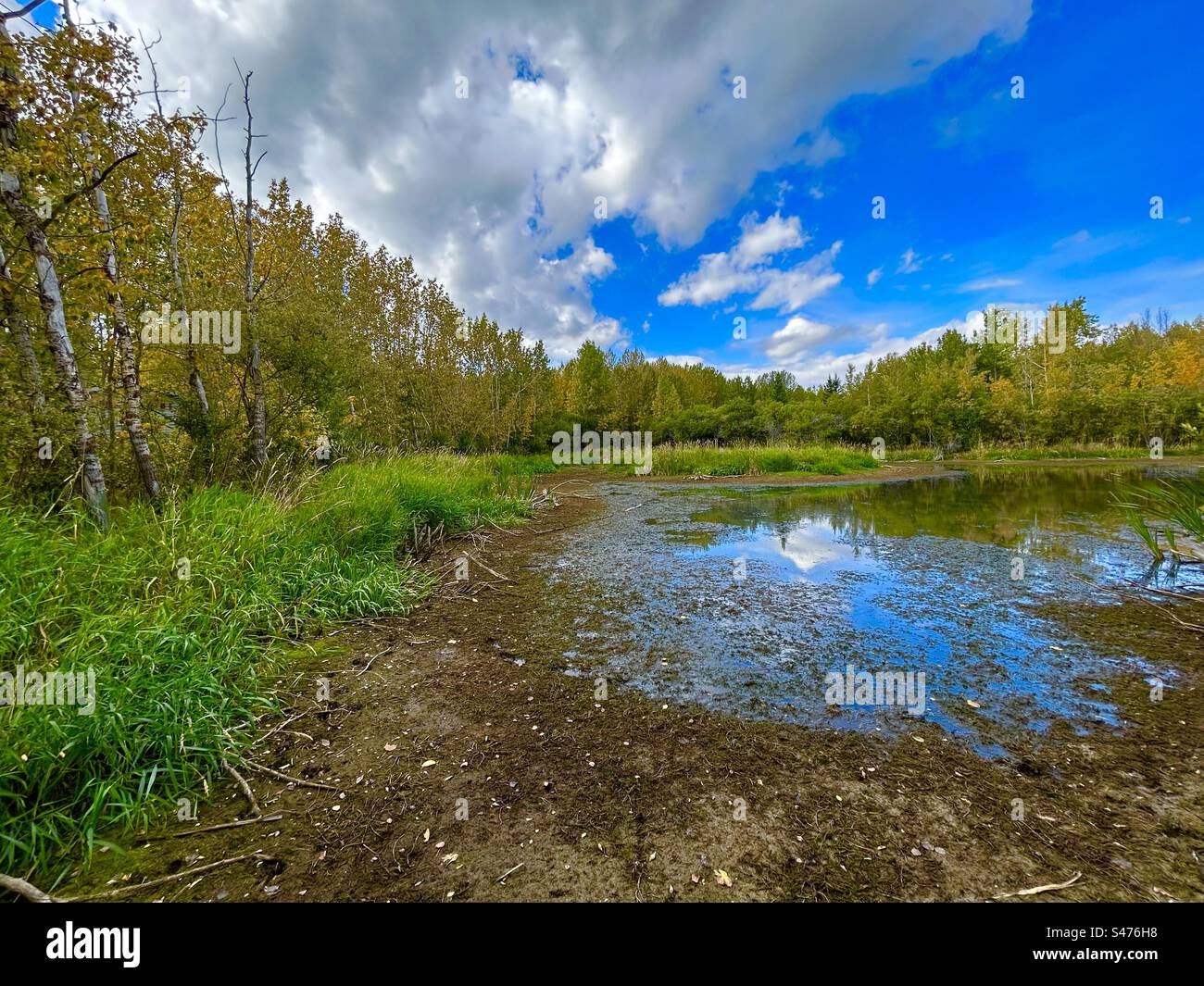 Roadside pond, Glendale Road, Alberta, Canada, reflections, mirror,pond, trees, bushes, woodland, wilderness, aspen trees, - Smartphone Captured Stock Image