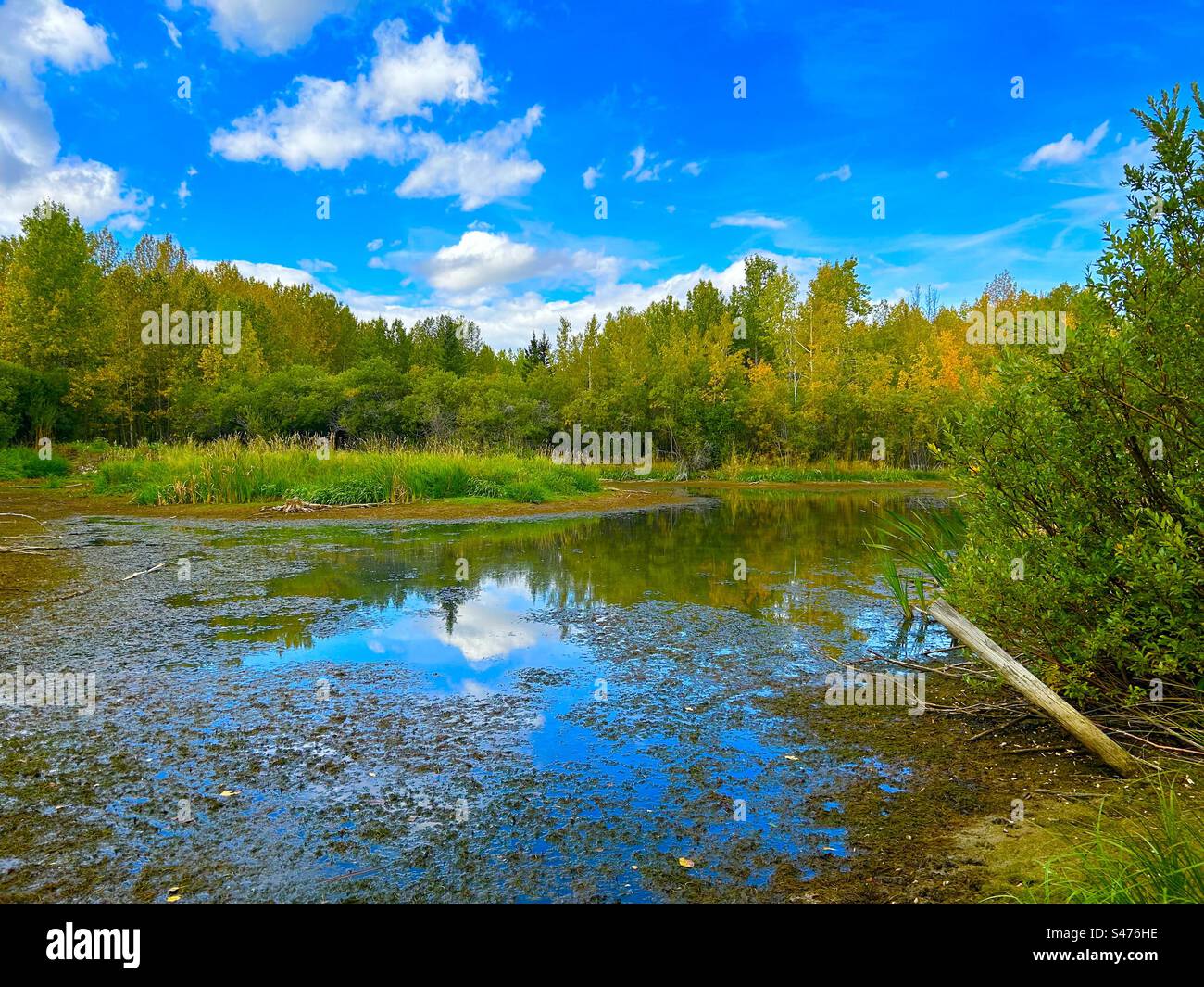 Roadside pond, Glendale Road, Alberta, Canada, reflections, mirror,pond, trees, bushes, woodland, wilderness, aspen trees, cattails - Smartphone Captured Stock Image