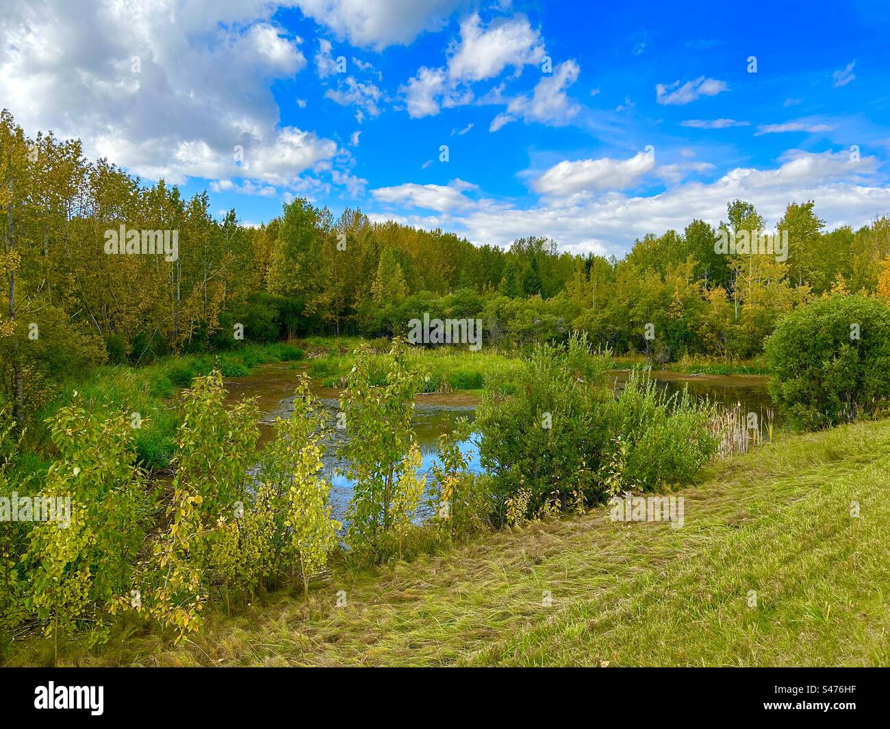 Roadside pond, Glendale Road, Alberta, Canada, reflections, mirror,pond, trees, bushes, woodland, wilderness, aspen trees, cattails - Smartphone Captured Stock Image
