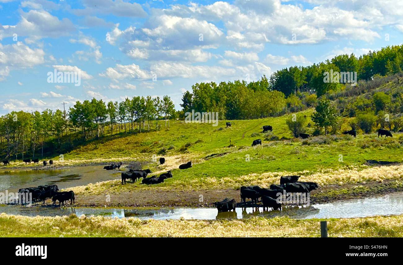 Cattle at the drinking hole, water, pond, creek, reflection, black angus, agriculture, farming , livestock - Smartphone Captured Stock Image