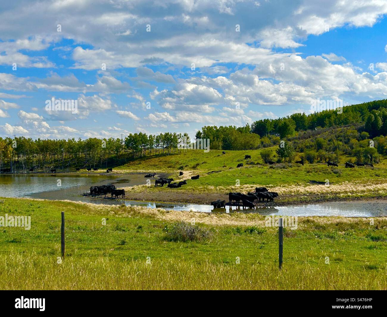 Cattle at the drinking hole, water, pond, creek, reflection, black angus, agriculture, farming , livestock - Smartphone Captured Stock Image