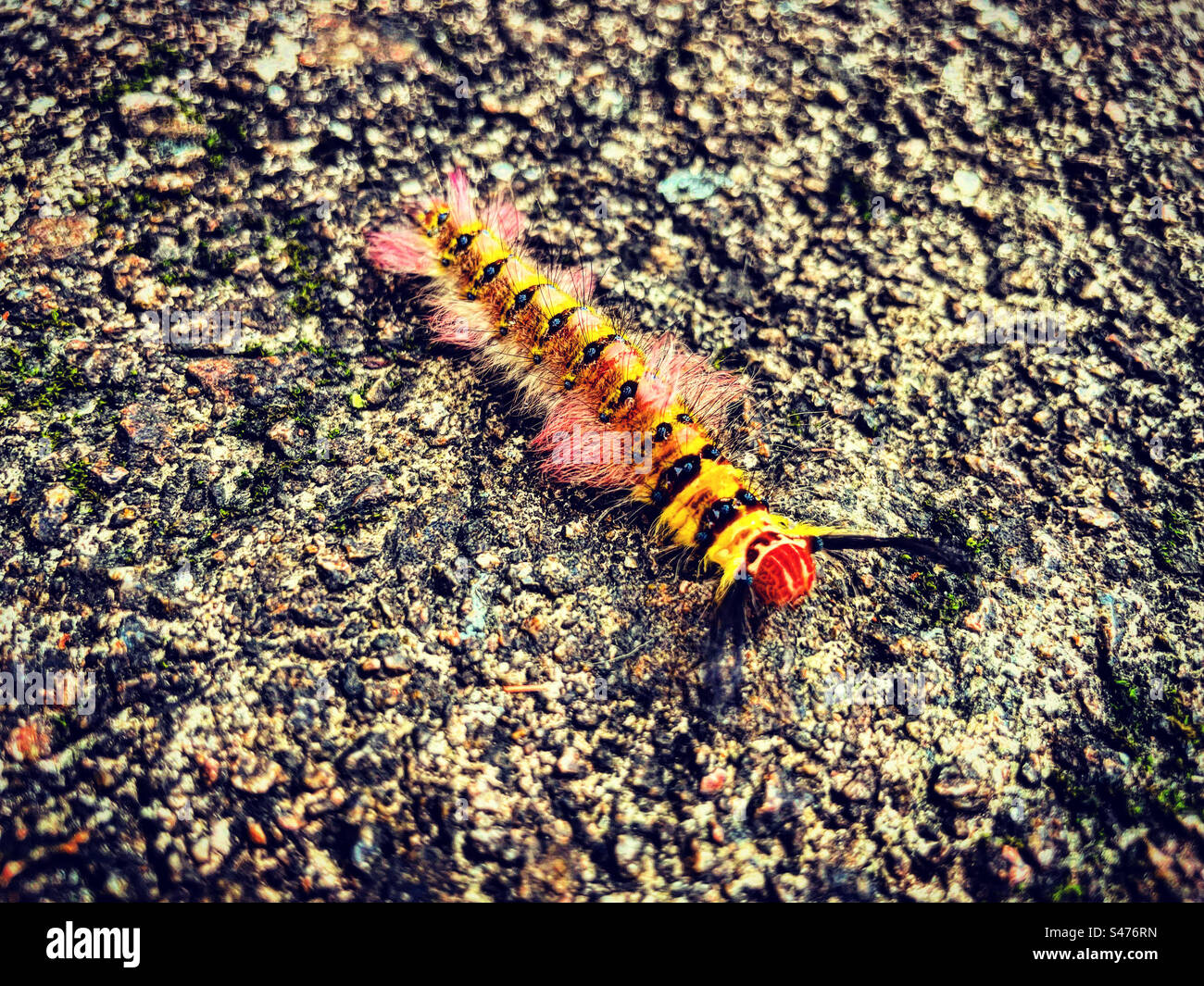 Stripped yellow black catterpillar insect - Smartphone Captured Stock Image