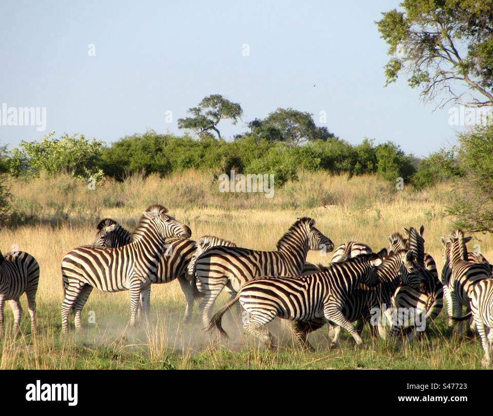 Dazzle of Zebras in the Okovango Delta, Botswana - Smartphone Captured Stock Image