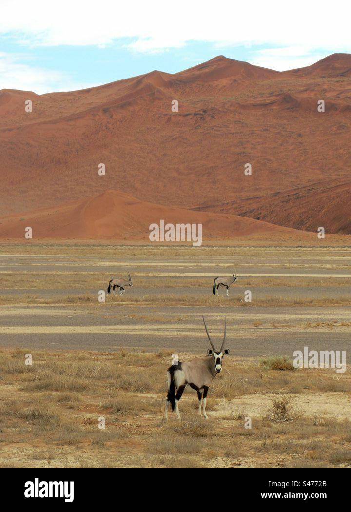 South African Oryx Antelope Hi res Stock Photography And Images Alamy south-african-oryx-antelope-hi-res-stock-photography-and-images-alamy