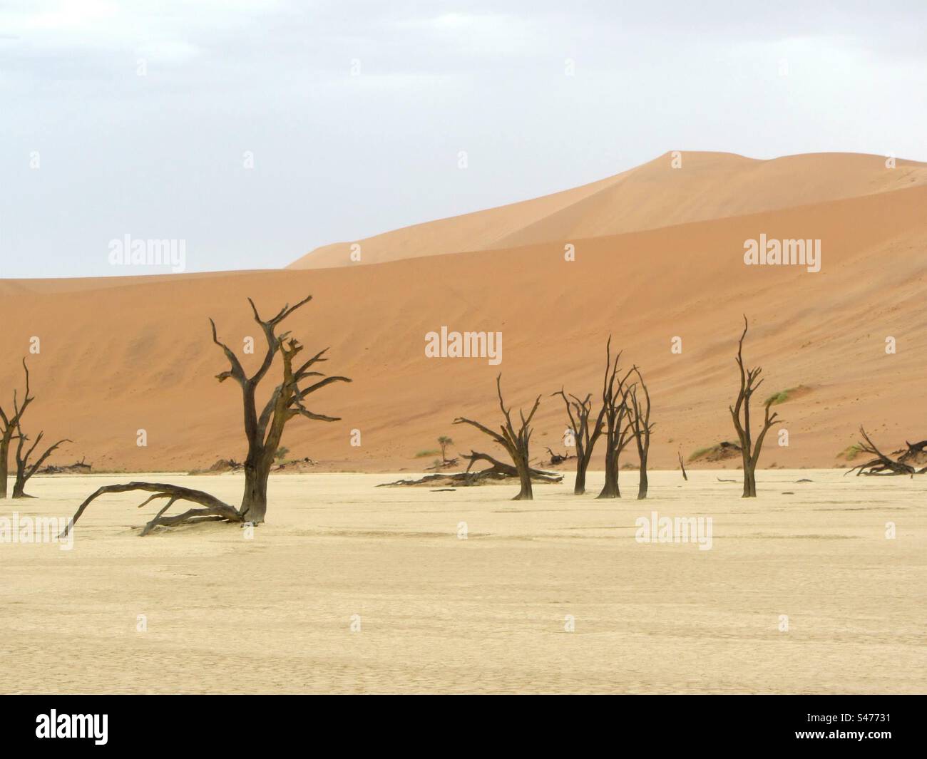 Deadvlei (dead marsh) in Sossusvlei, Namibia - Smartphone Captured Stock Image