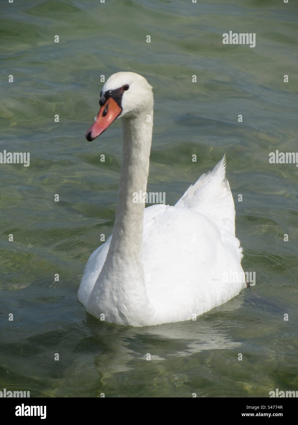 Swan on Water - Smartphone Captured Stock Image