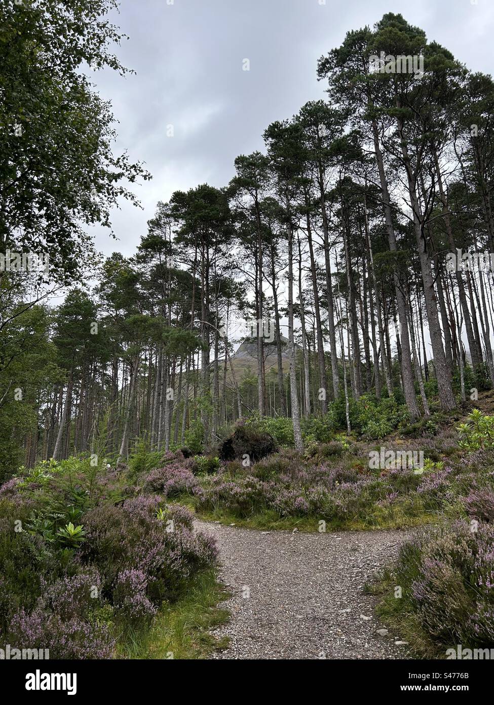 Glencoe Lochan Trails, near Ballachulish, Scotland. Nature walks in Scotland. - Smartphone Captured Stock Image