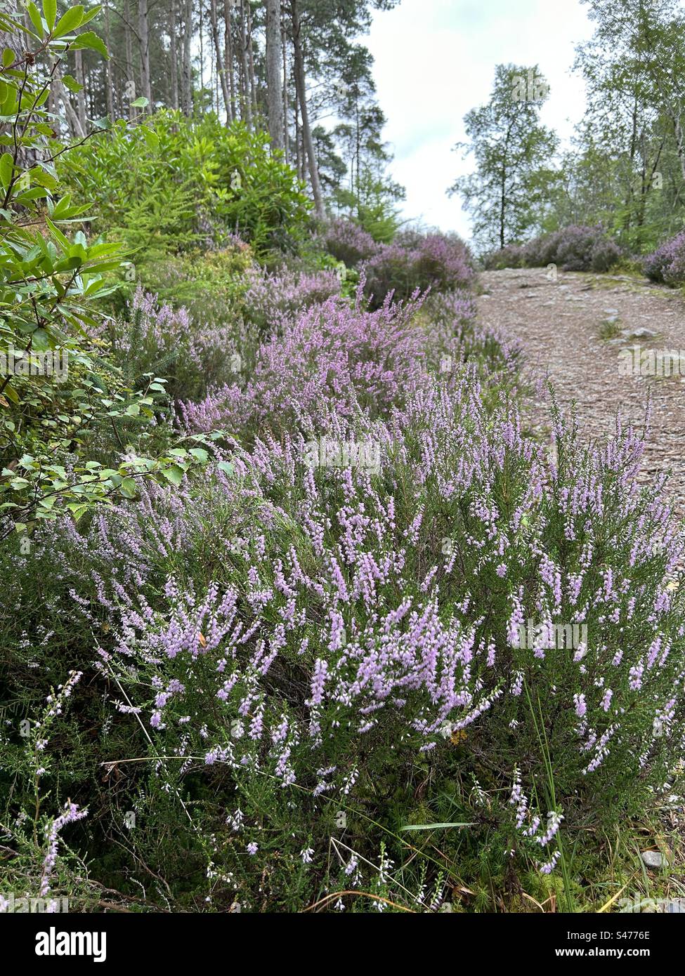 Glencoe Lochan Trails, near Ballachulish, Scotland. Nature walks with Scottish Heather. - Smartphone Captured Stock Image