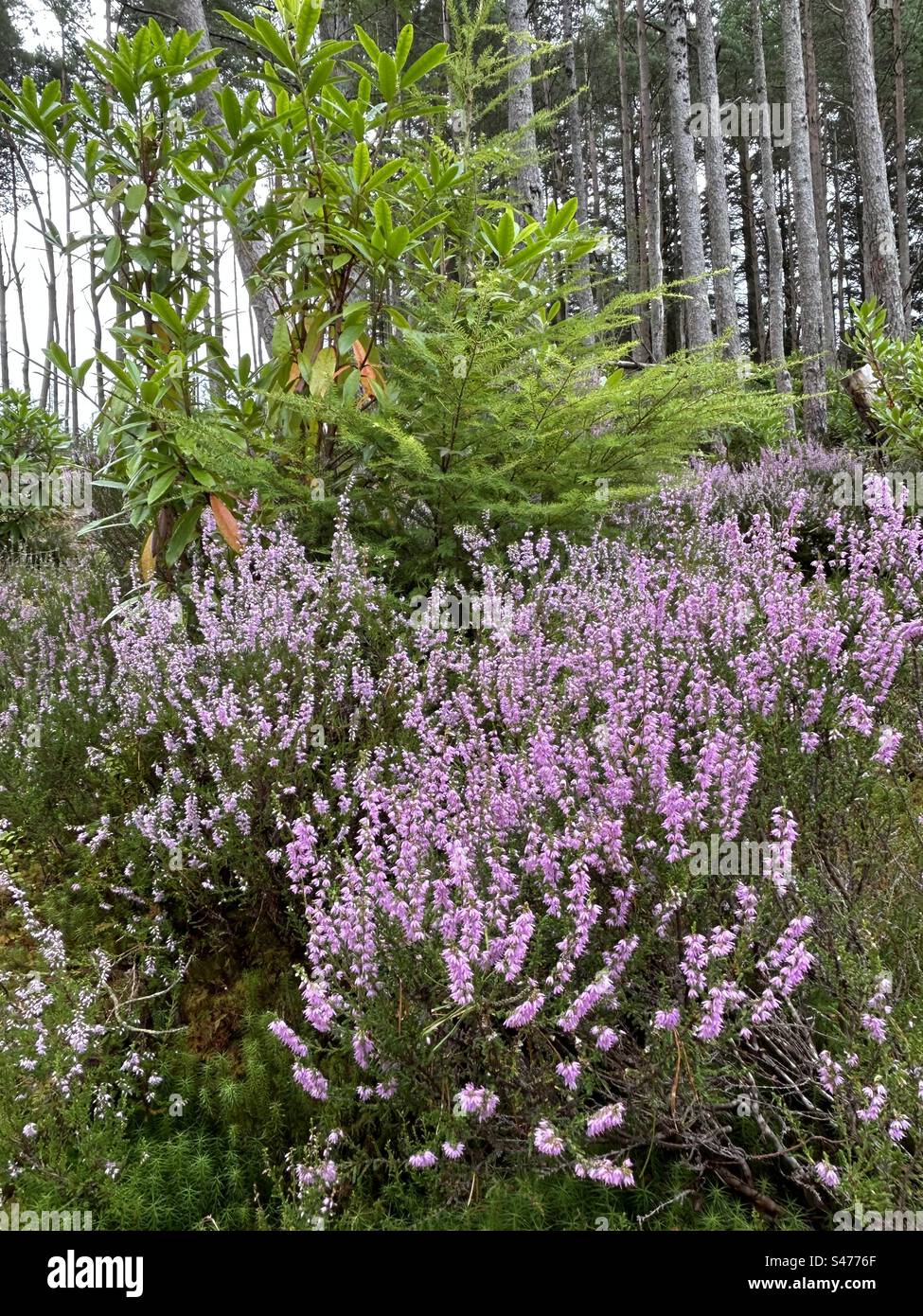 Glencoe Lochan Trails, near Ballachulish, Scotland. Nature walks with Scottish Heather. - Smartphone Captured Stock Image