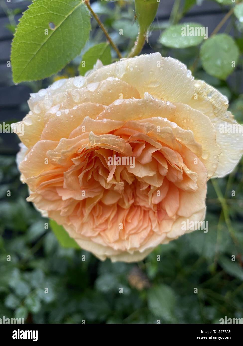 Beautiful rose head - Smartphone Captured Stock Image