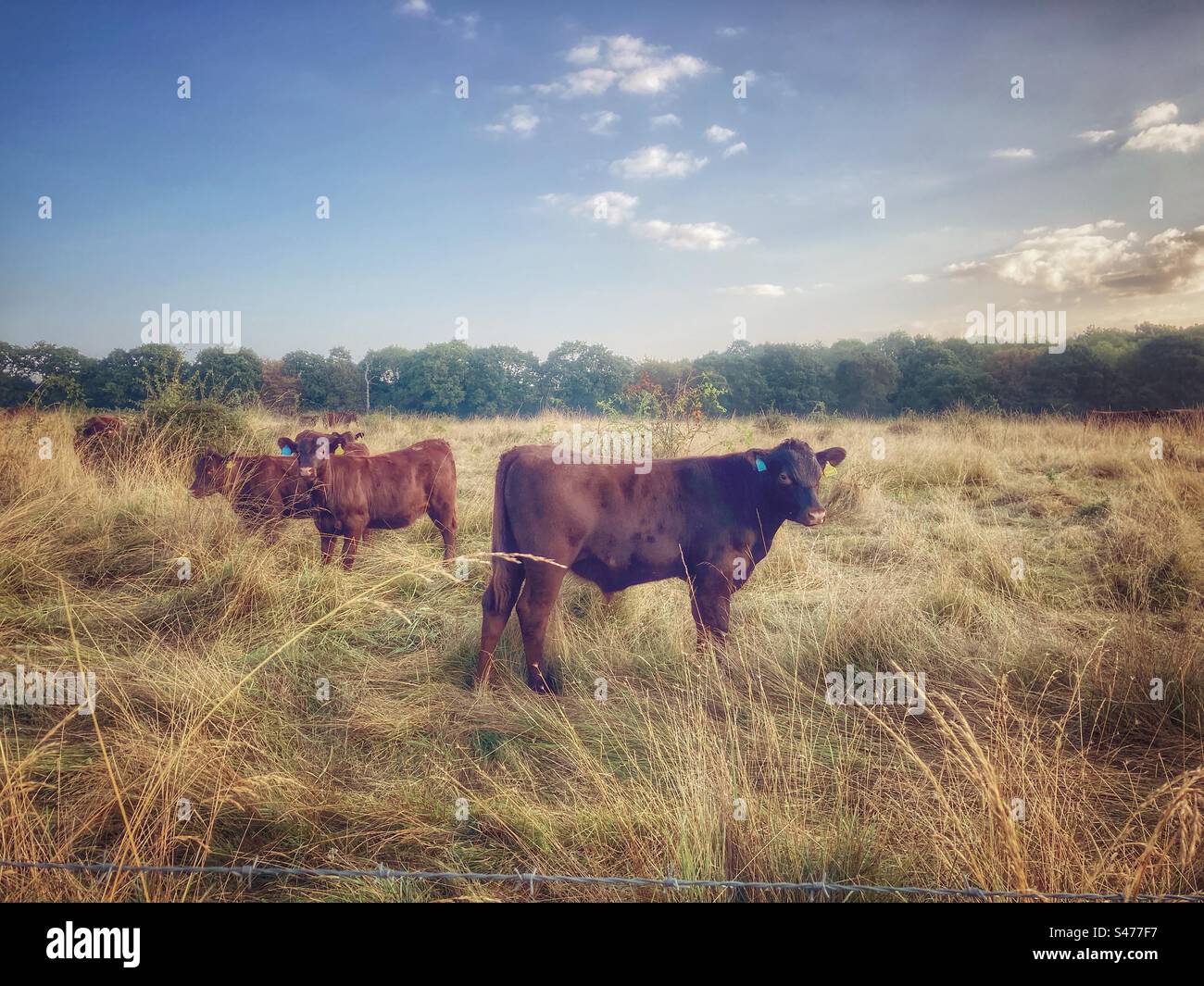 Young Dexter cattle grazing the uncut hay in the meadow. This is conservation grazing to encourage biodiversity, particularly wild flowers in the meadow. Stock Photo