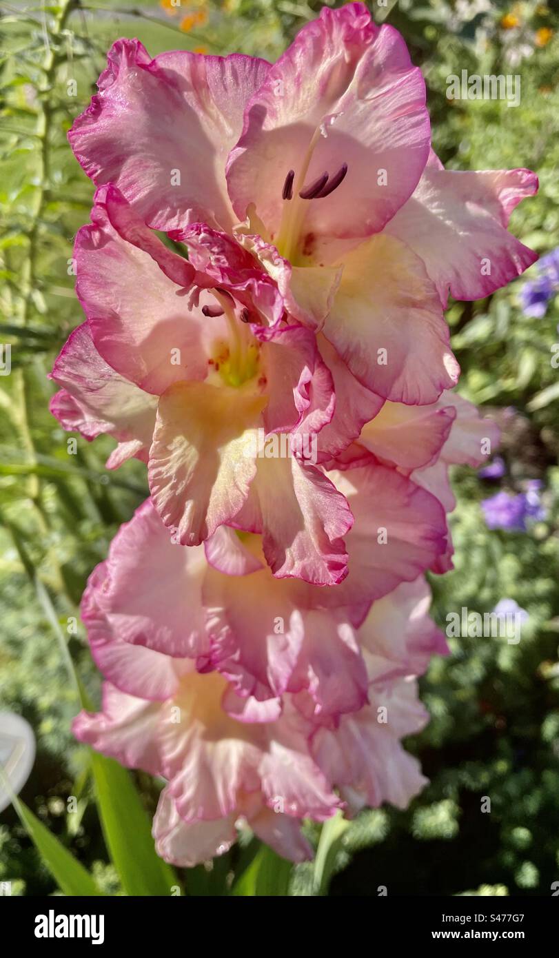 Pink gladiolus - Smartphone Captured Stock Image