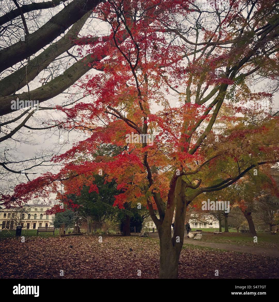 Vibrant colours of Maple Tree in Autumn, London - Smartphone Captured Stock Image