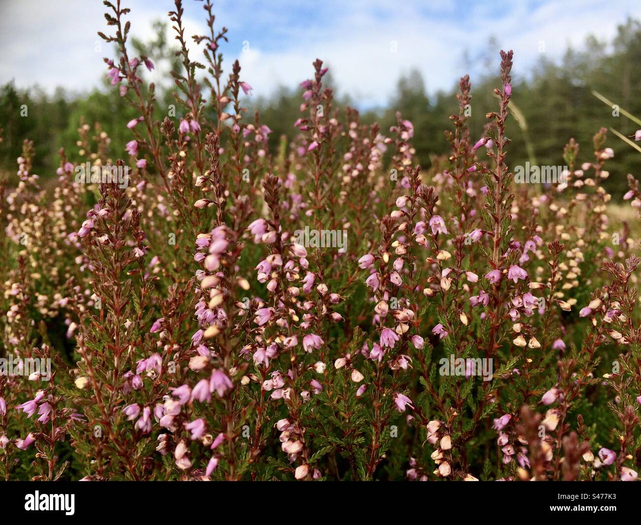 Pink Heather - Smartphone Captured Stock Image