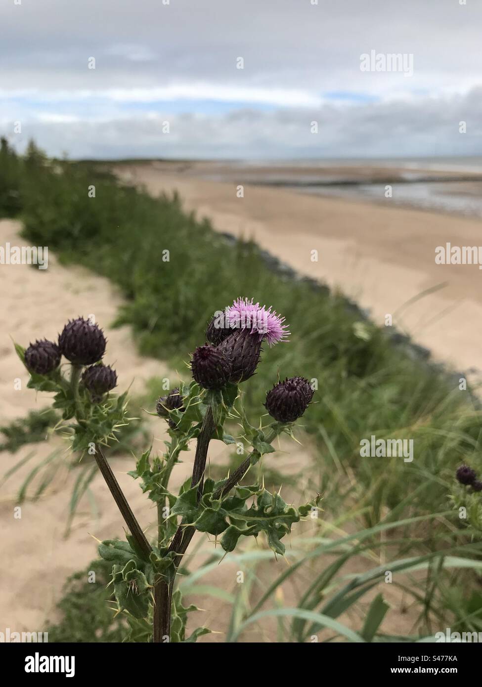 Scottish Thistle - Smartphone Captured Stock Image