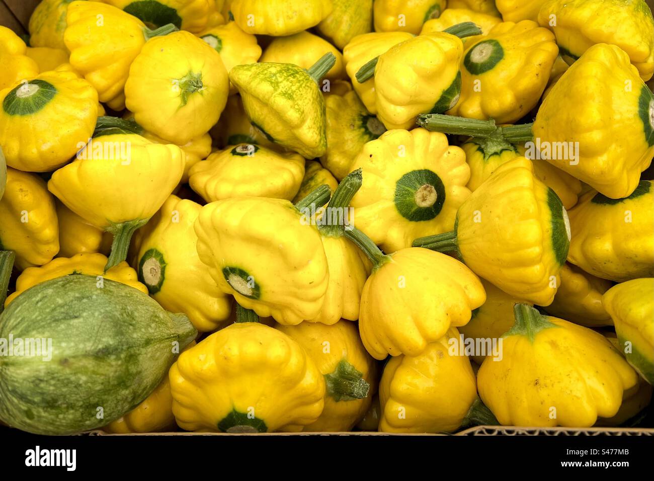 Summer harvest of different varieties and colours of squash (Patty Pan