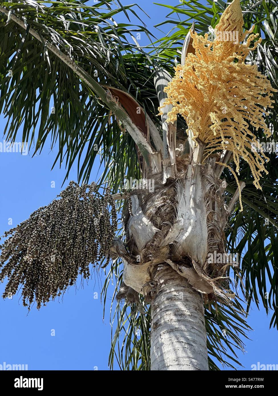 Queen palm or cocos palm (Syragrus romanzoffiana) fronds, flowers, and fruit. Stock Photo