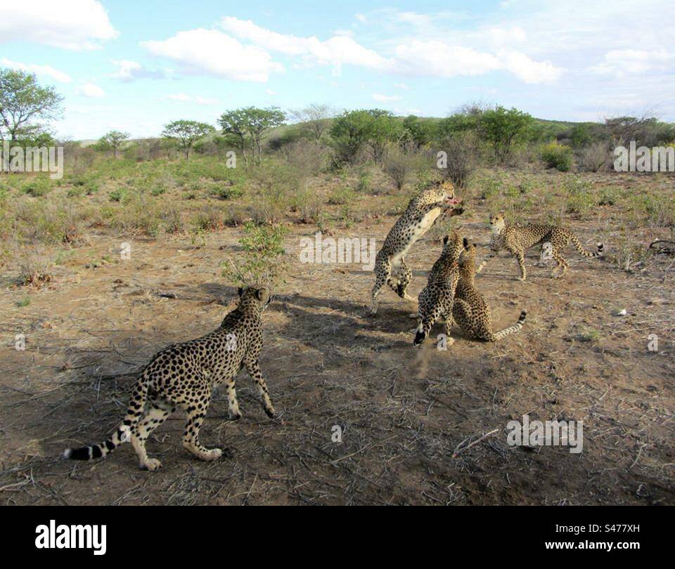 Cheetahs at Otjitotongwe Cheetah Park in Namibia, Africa - Smartphone Captured Stock Image