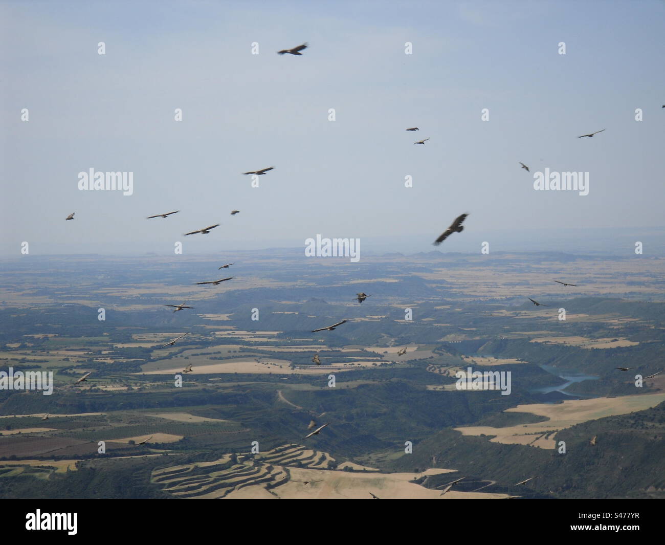 Birds of Prey - Smartphone Captured Stock Image