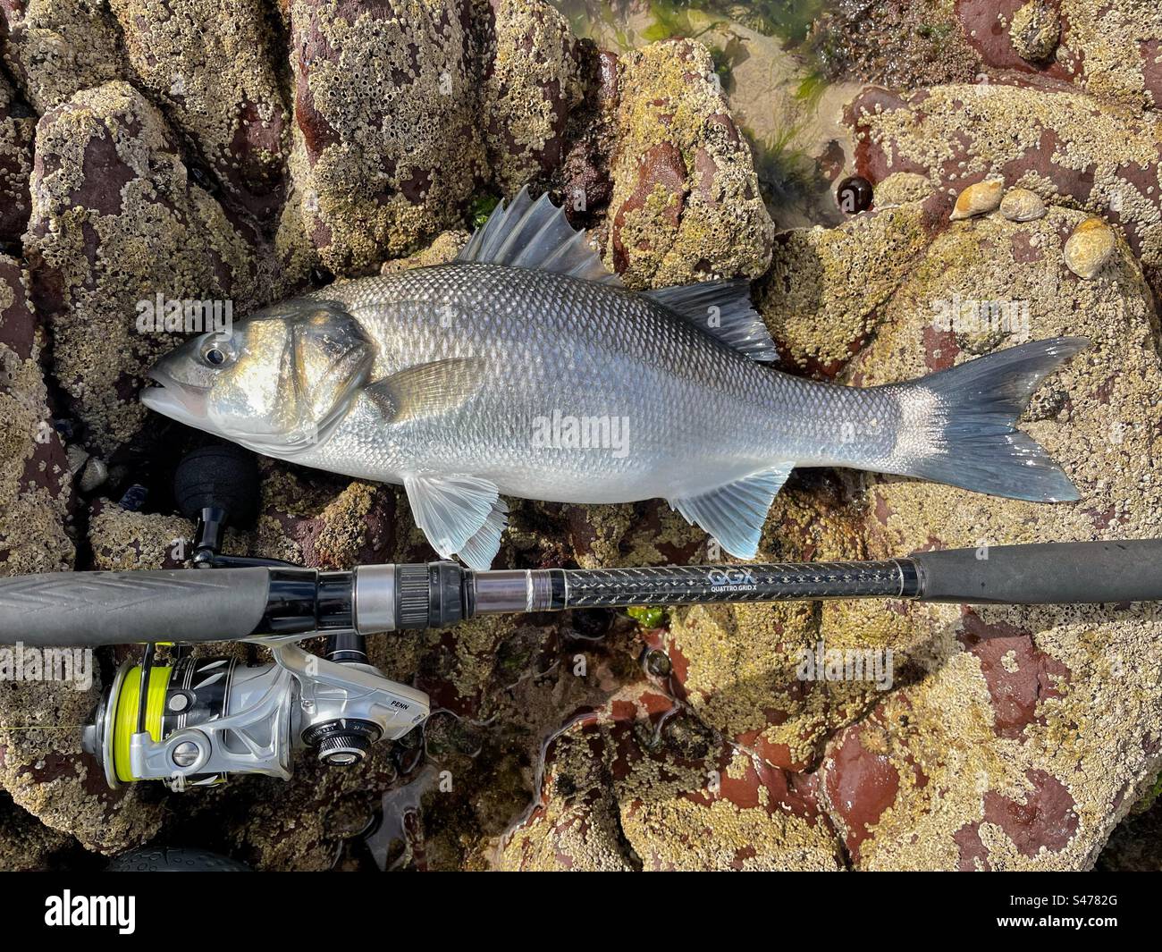 European Sea Bass freshly caught and still alive prior to release. - Smartphone Captured Stock Image
