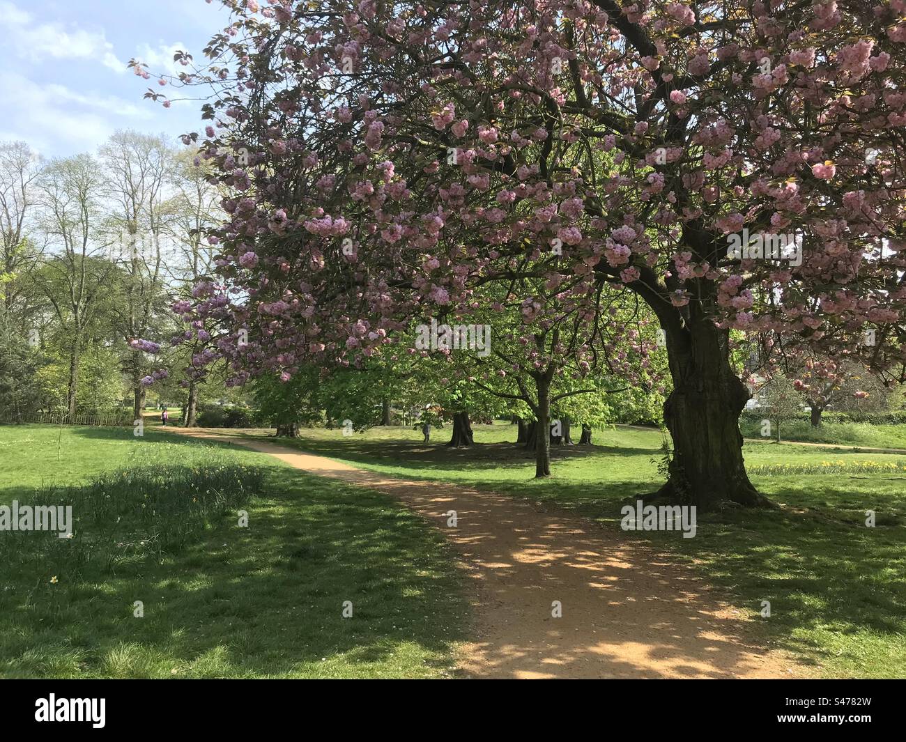 Cherry Blossom in Acton Park, London - Smartphone Captured Stock Image