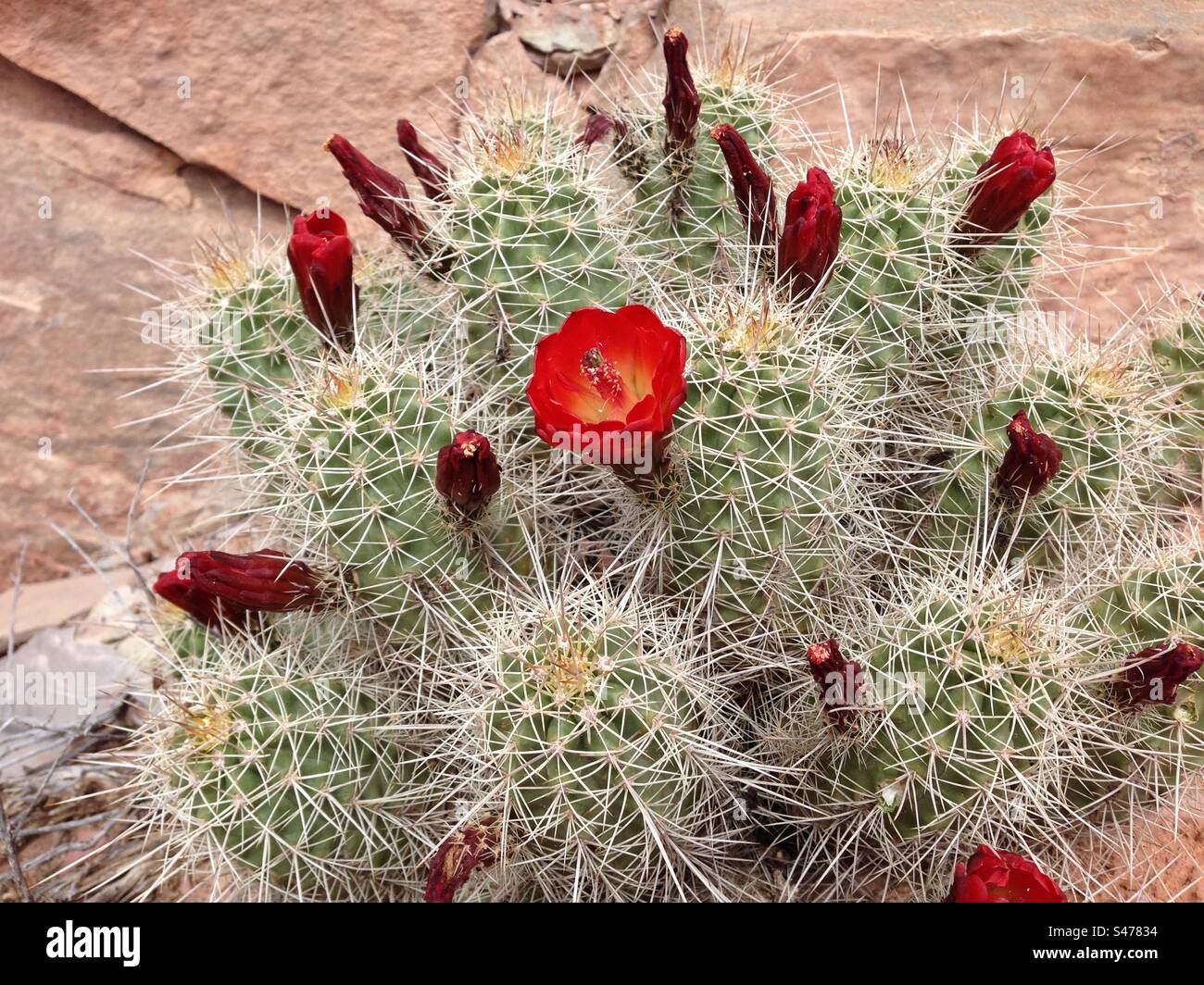 The Claret Cup Cactus known for its Red Flowers, Utah - Smartphone Captured Stock Image