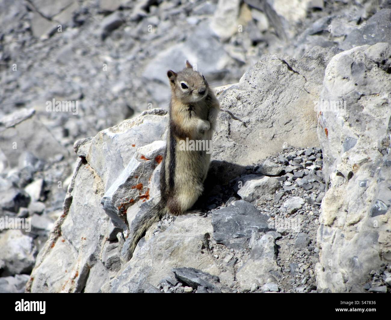 Chipmunk - Smartphone Captured Stock Image
