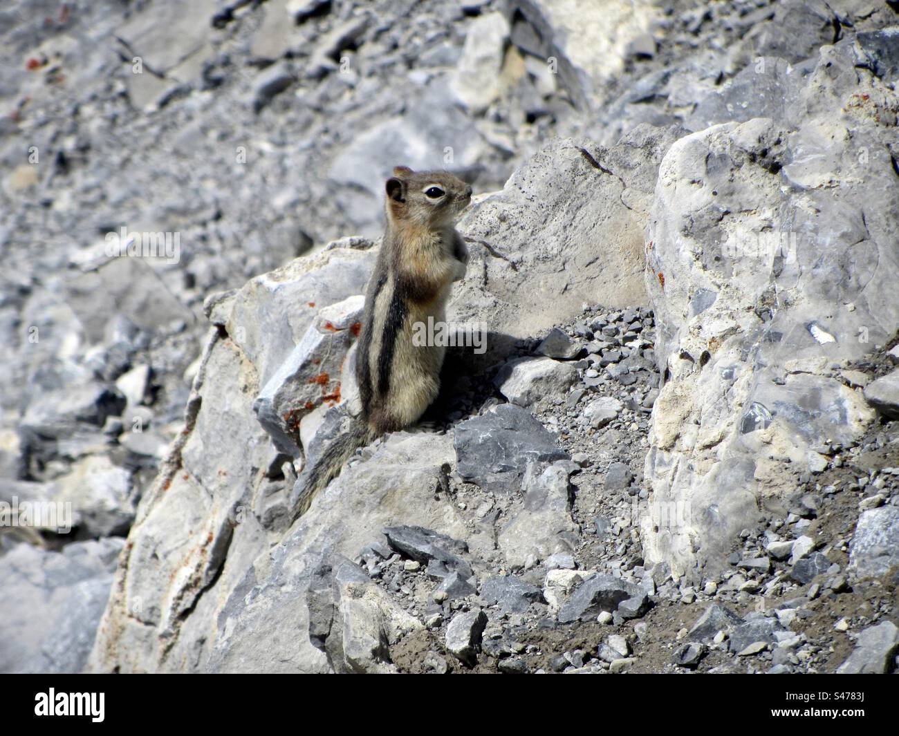Chipmunk - Smartphone Captured Stock Image