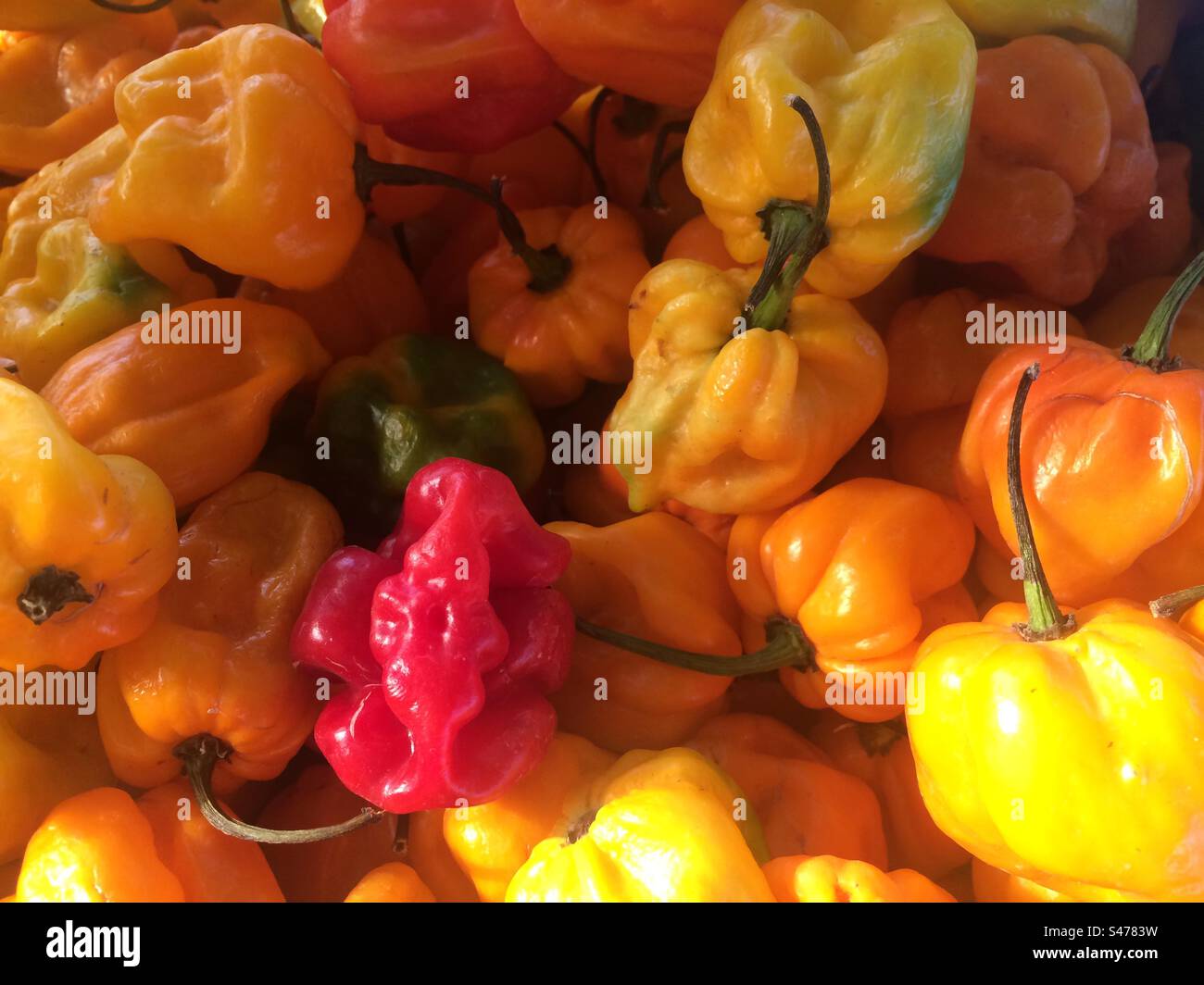 Chillies at a Market Stall in the Caribbean - Smartphone Captured Stock Image