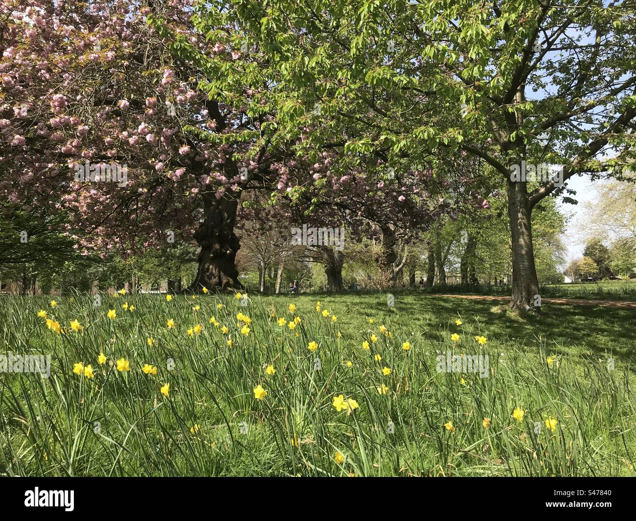 Spring Flowers in Acton Park, London Stock Photo Alamy