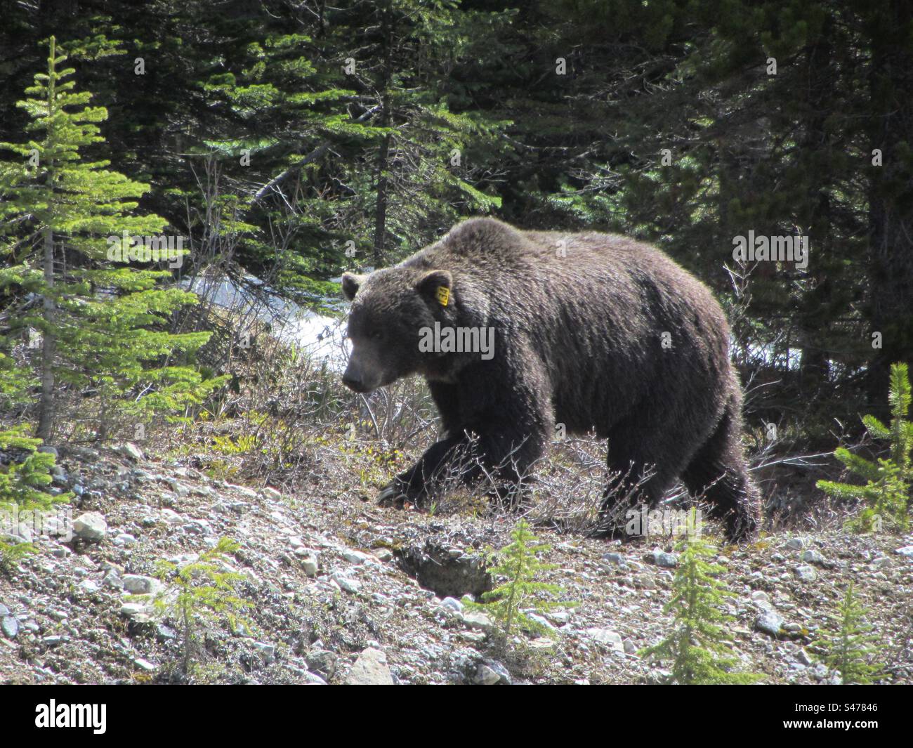 Grizzly Bear in Alberta, Canada - Smartphone Captured Stock Image