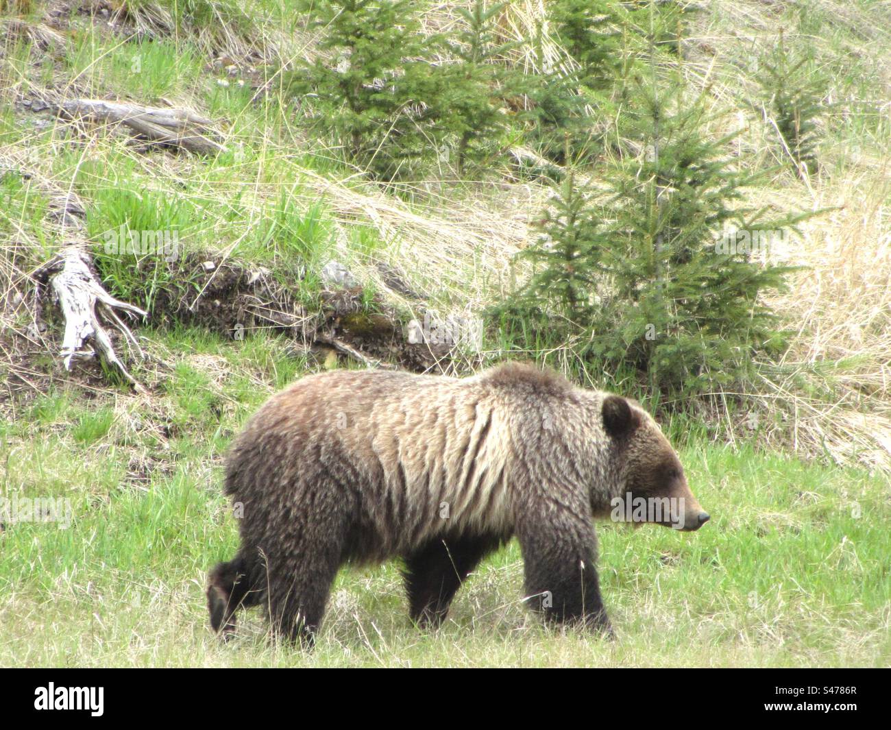 Grizzly Bear in Alberta, Canada - Smartphone Captured Stock Image
