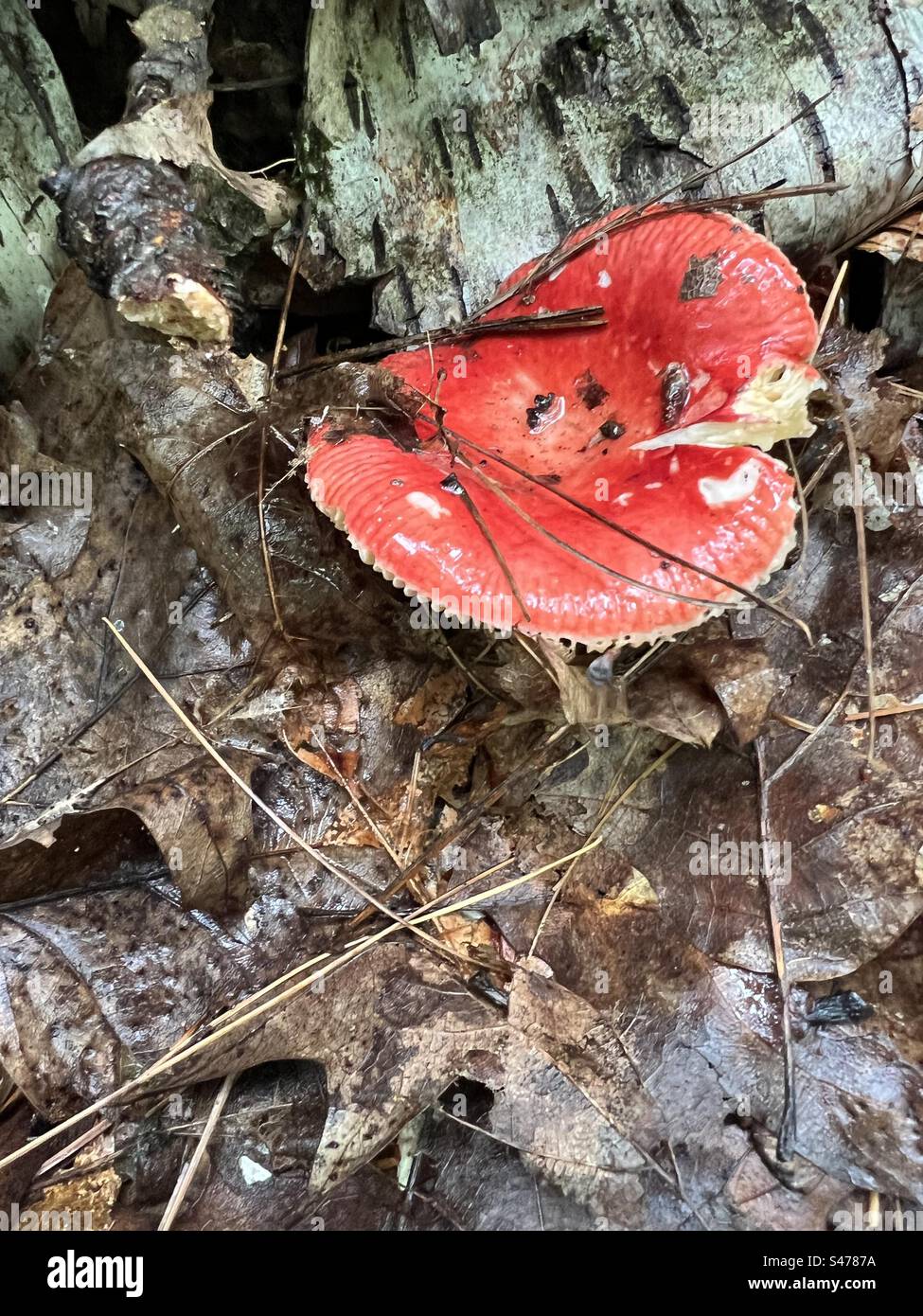 Russula Emetica, a poisonous mushroom resulting in vomiting and purging. Door County Wisconsin