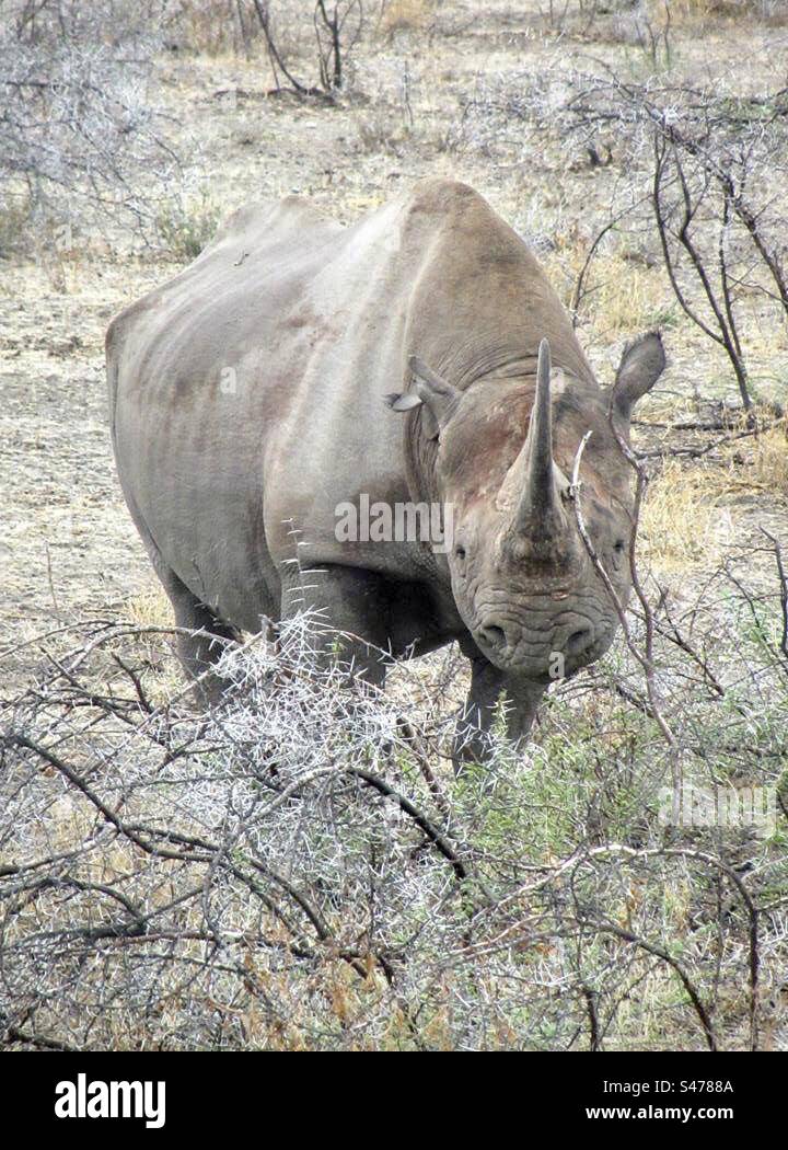 Black Rhino in Etosha National Park, Namibia - Smartphone Captured Stock Image