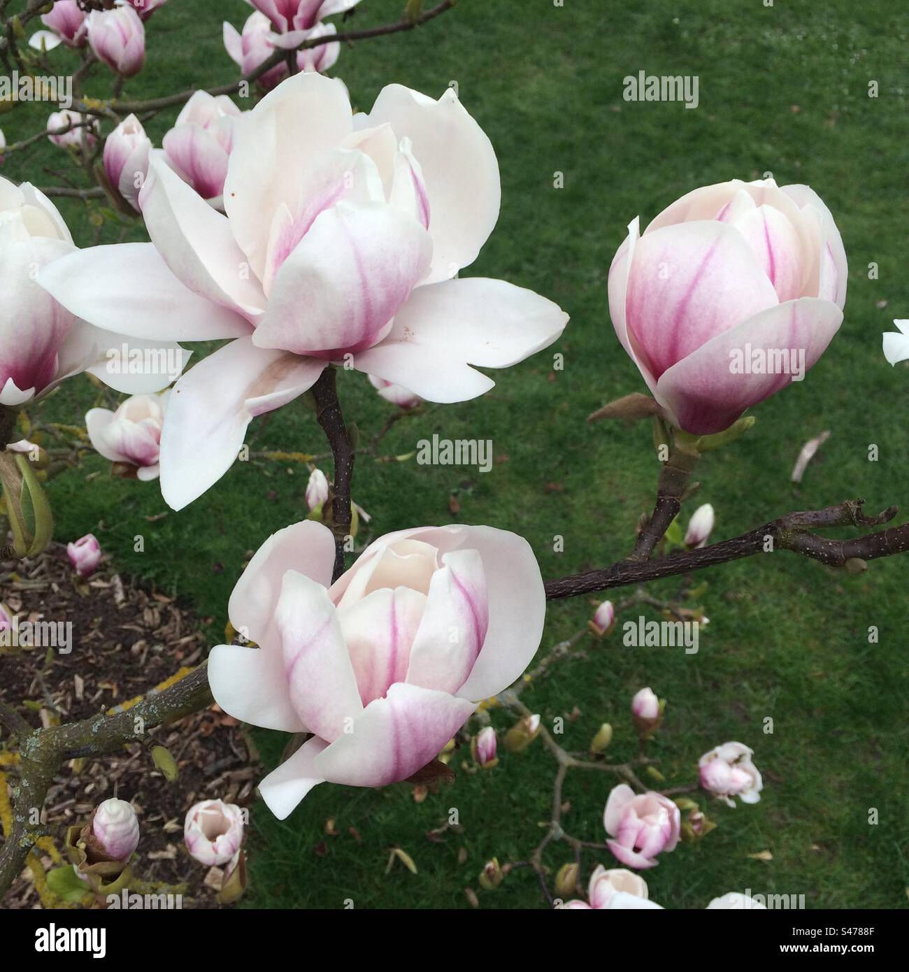 Magnolia Blossom - Smartphone Captured Stock Image
