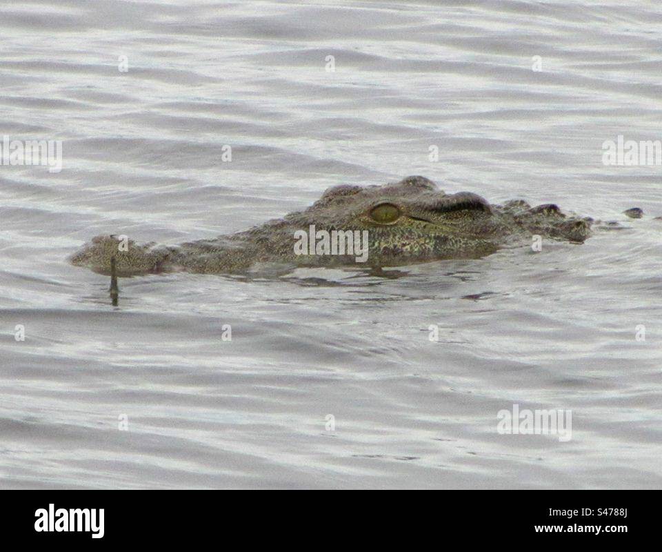 Crocodile - Smartphone Captured Stock Image