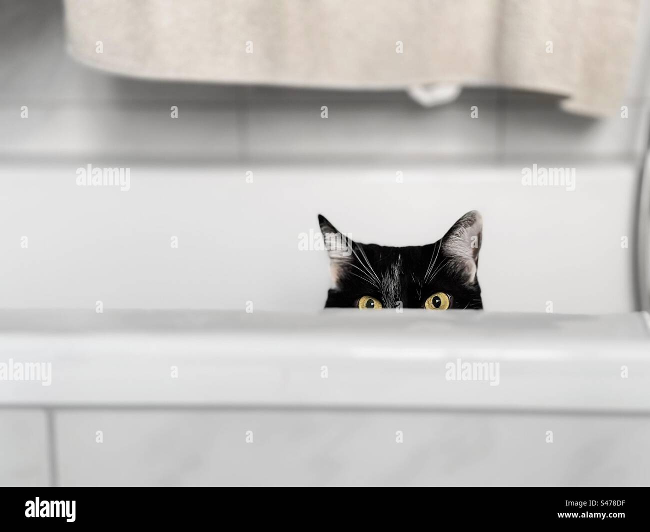Cute playful cat in bathroom Stock Photo Alamy