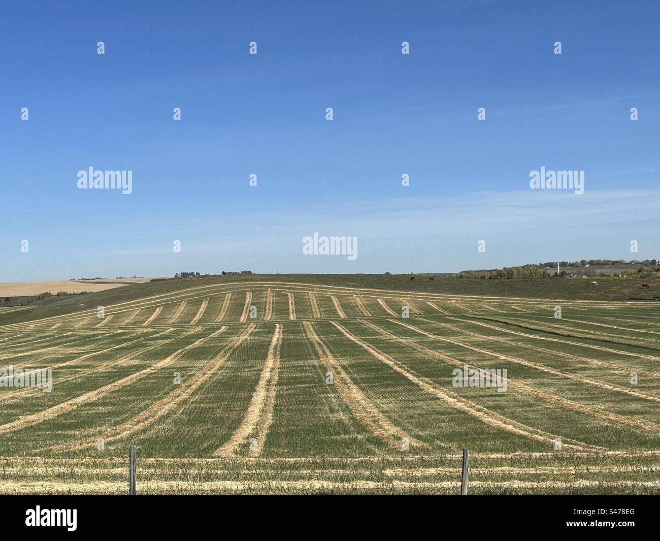 Harvesting in Alberta, Canada, swathing, swath, agriculture, farming