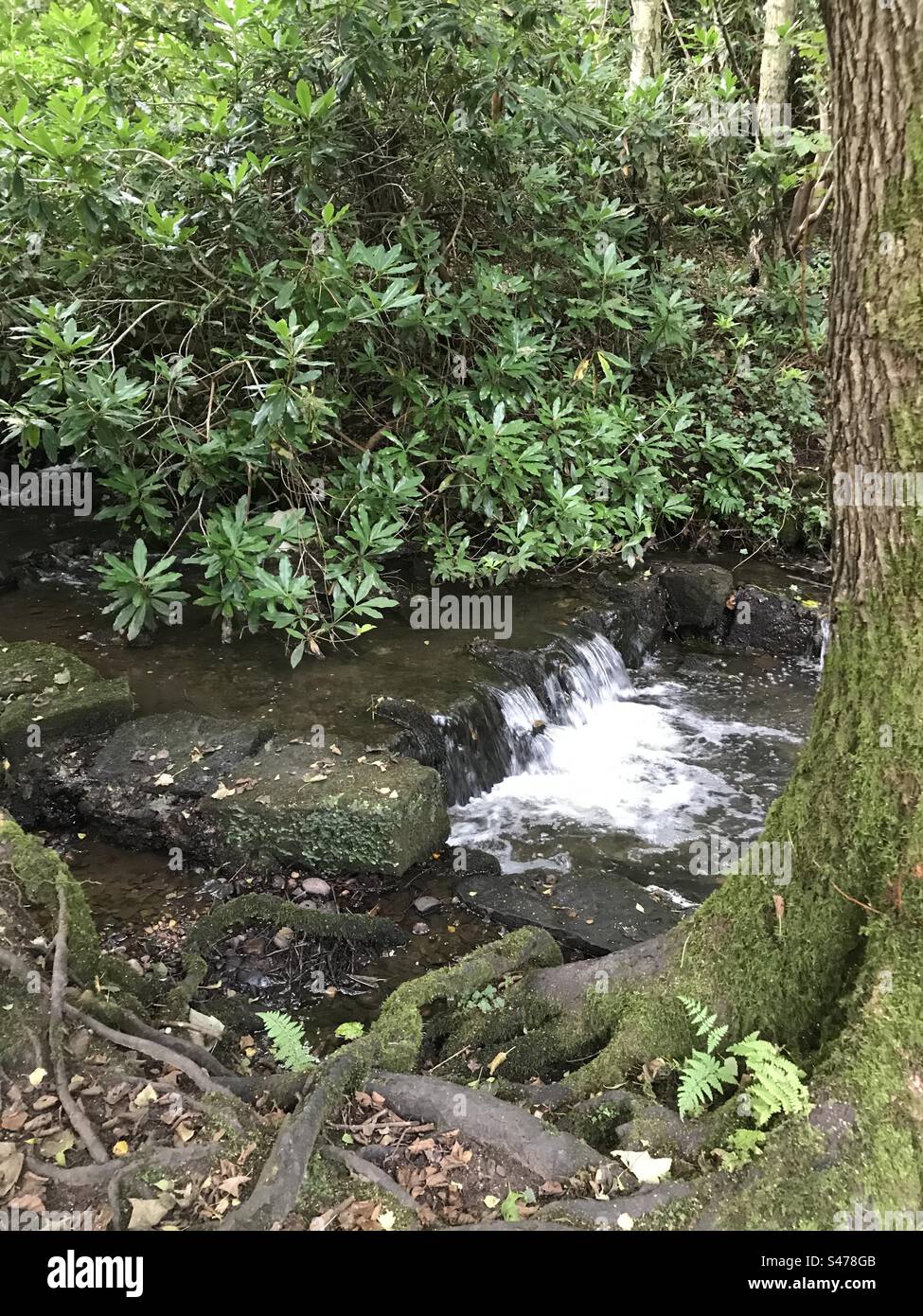 Woodland waterfall hi-res stock photography and images - Alamy