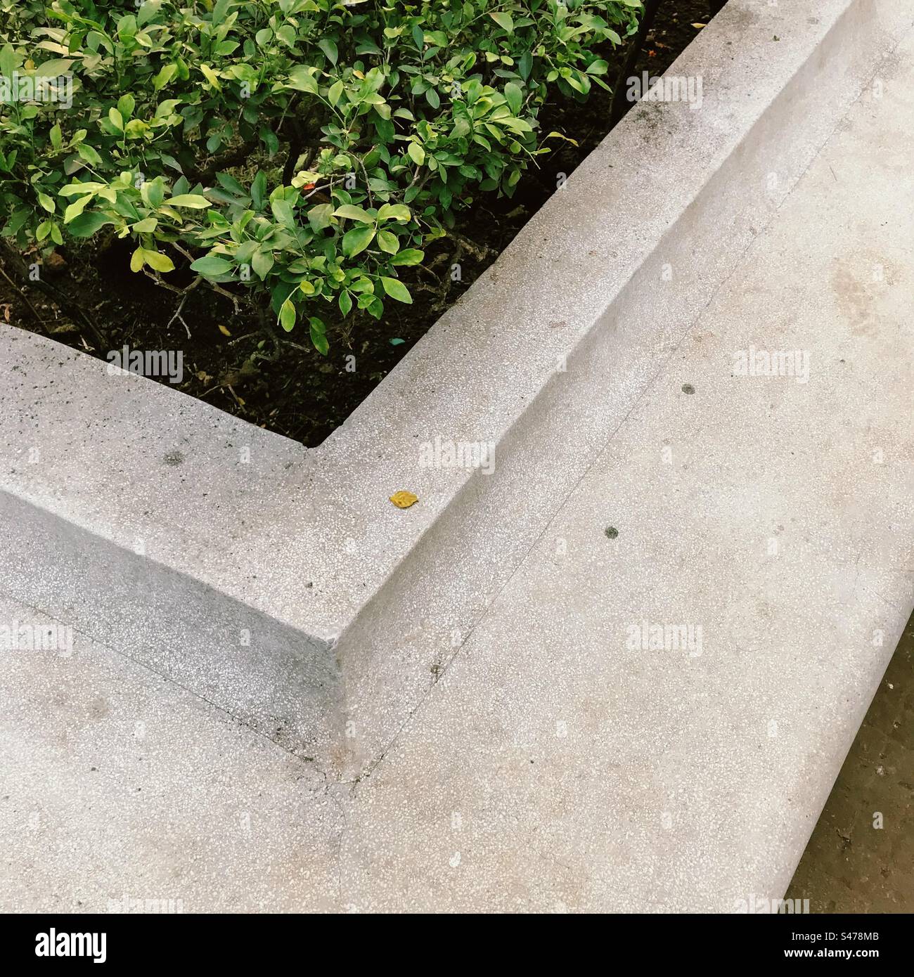 Plants growing in a public garden - Smartphone Captured Stock Image